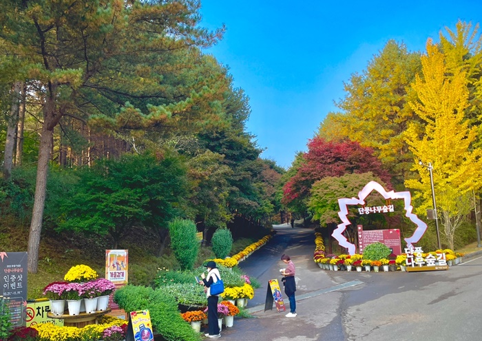 목천읍, 독립기념관에 국화꽃 조형물 식재