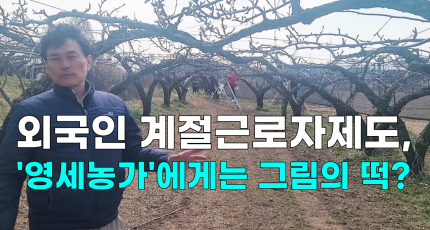 [영상] 외국인 계절근로자제도, '영세농가'에게는 그림의 떡?