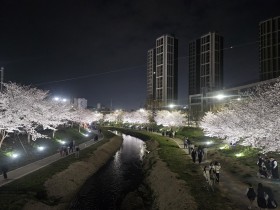 원성천 벚꽃길, ‘야간경관조명’으로 인기 상승