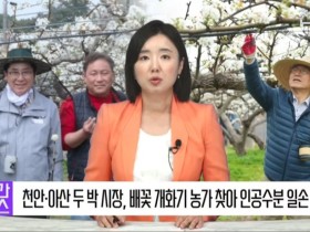 [영상] 천안·아산 두 박 시장, 배꽃 개화기 농가 찾아 인공수분 일손 보태
