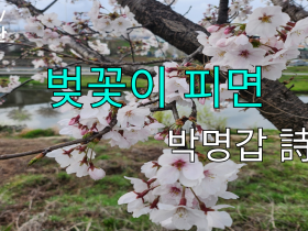 [천안TV 문학관] 벚꽃이 피면_박명갑 詩