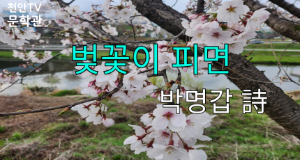 [천안TV 문학관] 벚꽃이 피면_박명갑 詩